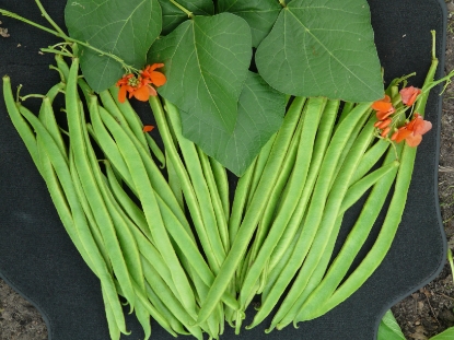 Picture of Runner Bean Achievement